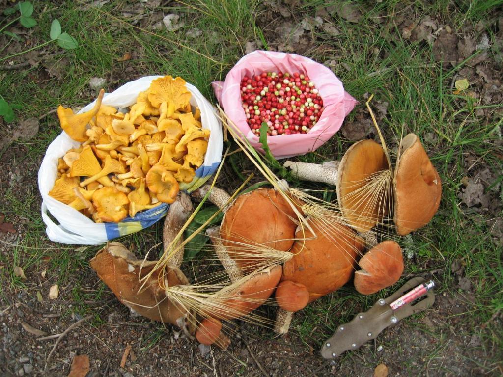 ホテルHaapasaaren Lomakyla Ruovesi エクステリア 写真