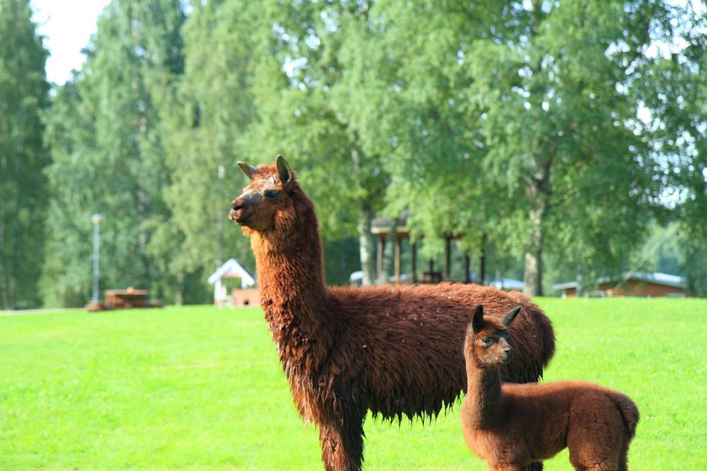 ホテルHaapasaaren Lomakyla Ruovesi エクステリア 写真